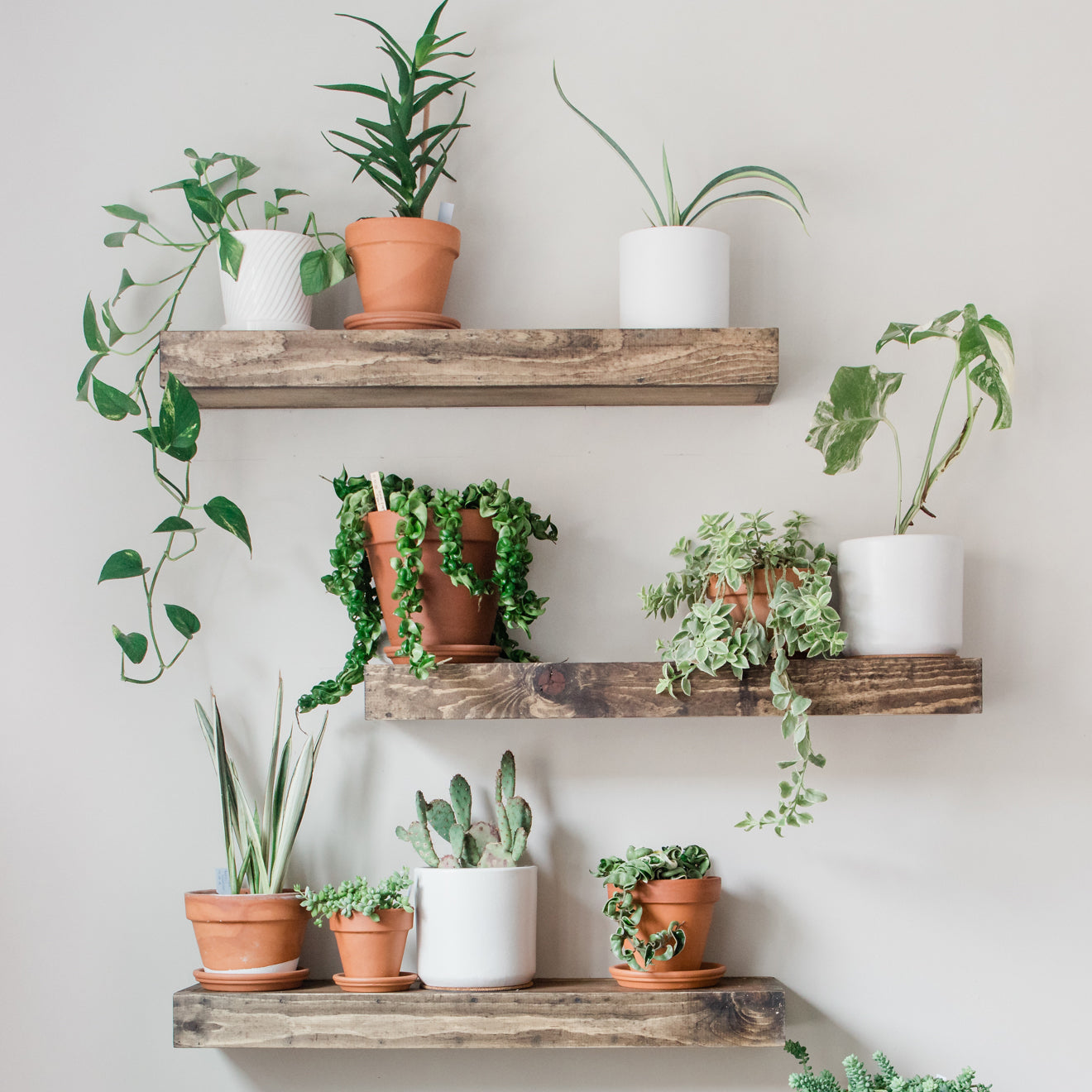 floating shelf succulents Timber Edge Floating Shelves